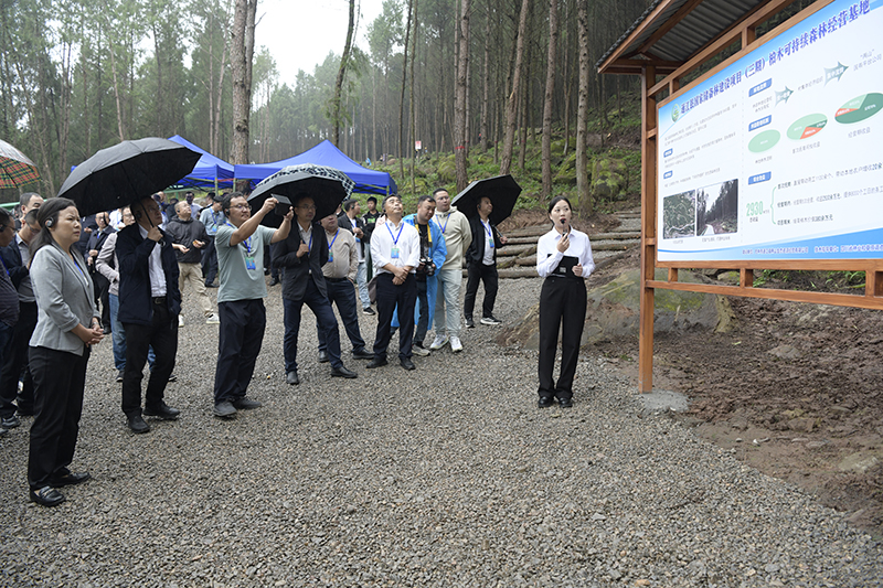 全省國(guó)家儲(chǔ)備林建設(shè)工作現(xiàn)場(chǎng)推進(jìn)會(huì)參觀通江縣兩山公司項(xiàng)目